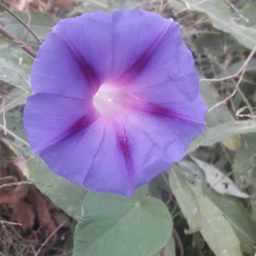 Morning Glory