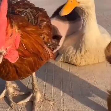 Puppy, piglet, duck and cock playing together