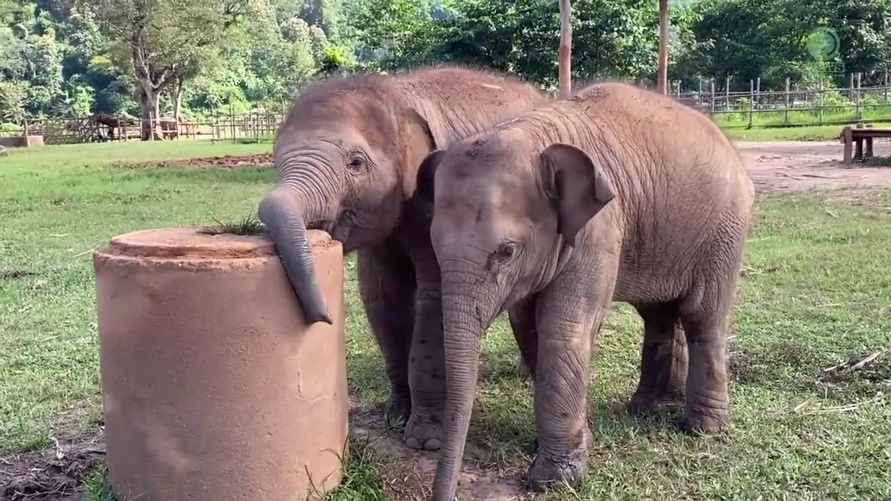 Baby Elephant Tries To Figure It Out How To Eat Grass On The Top Of Cement Pipe - ElephantNews