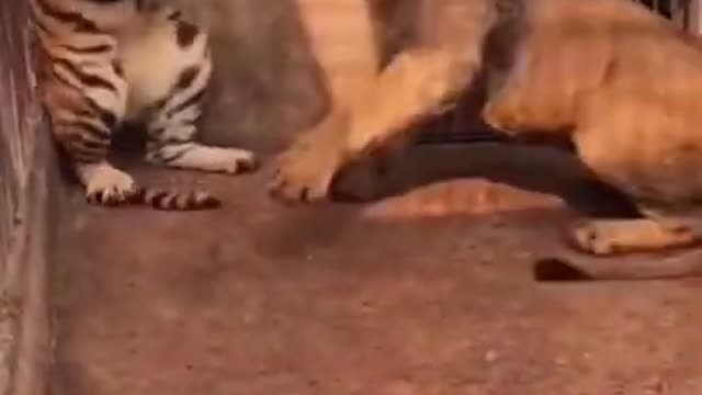 tiger attacking lion..😱