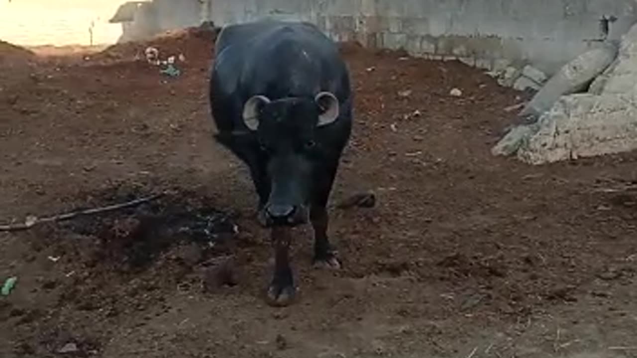 buffalo farming #cattlefarming