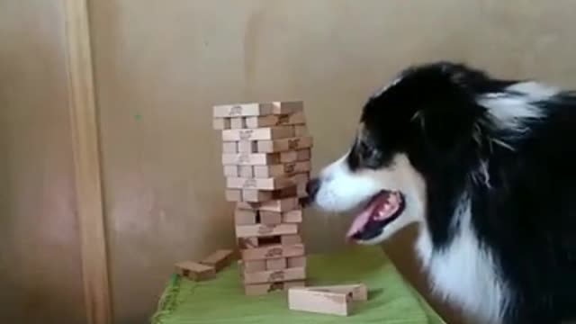 Dog balancly remove pit box without falling tower