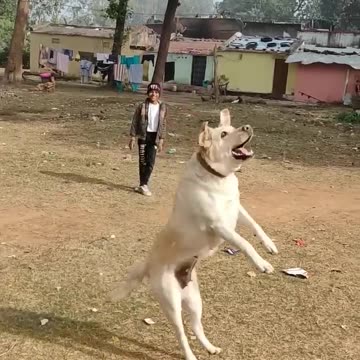 The King of New York? (Ep. 2257) - 05/24/2024. dogs video,