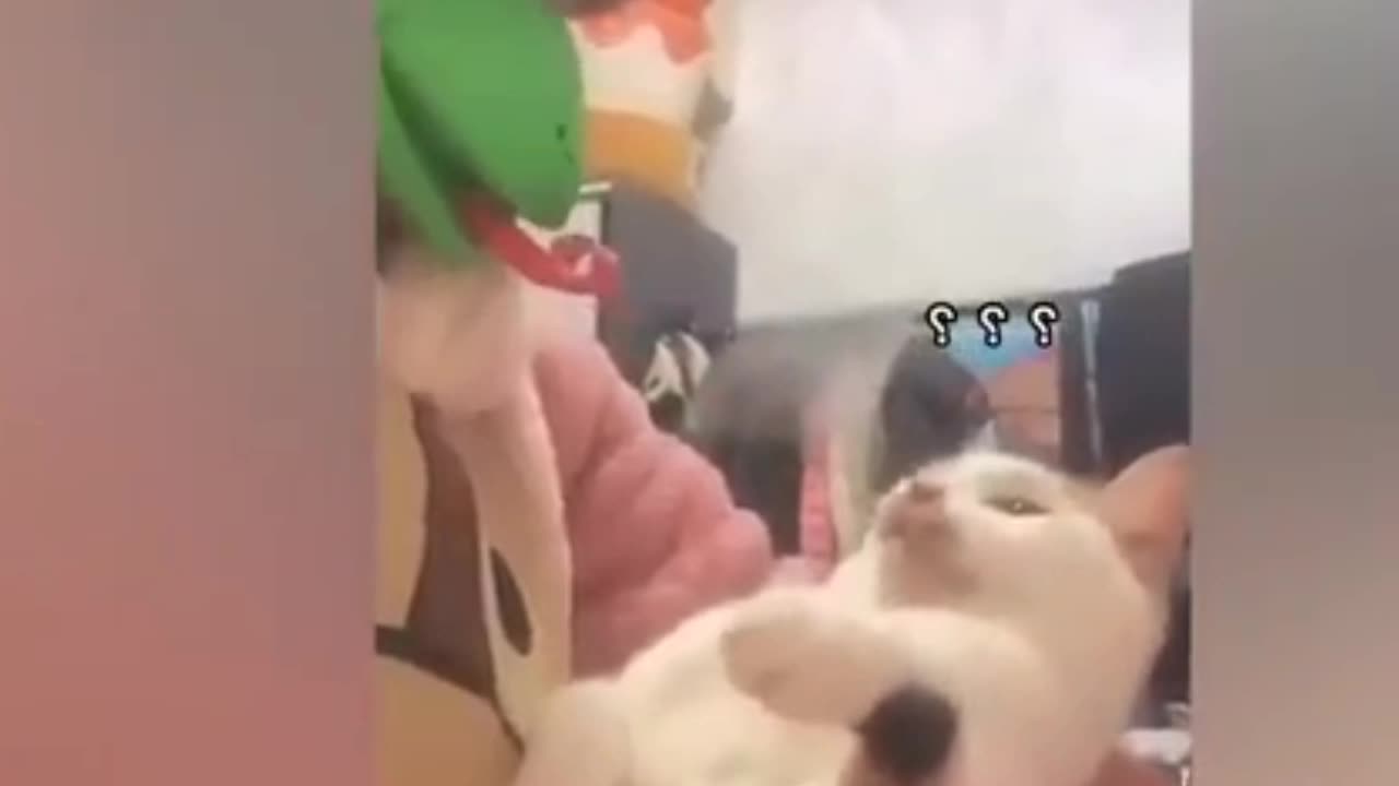 Cow cat fun
