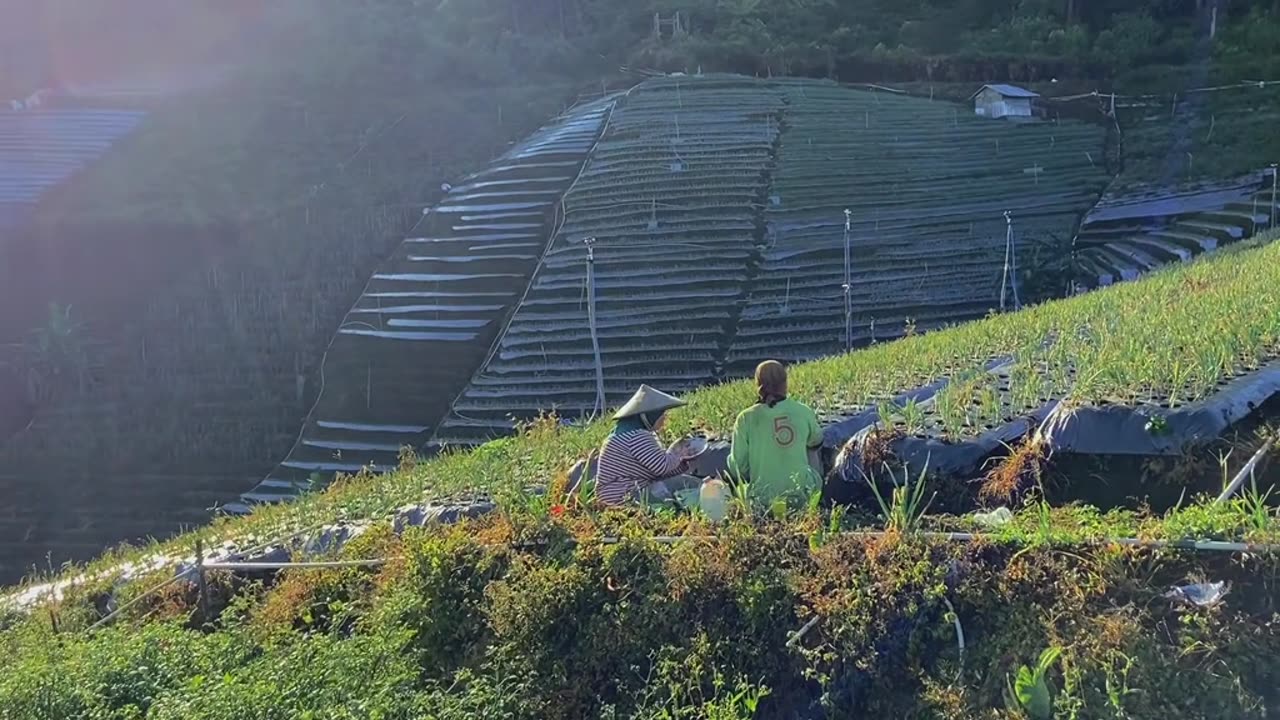 Footage View of Rice Fields and Mountains