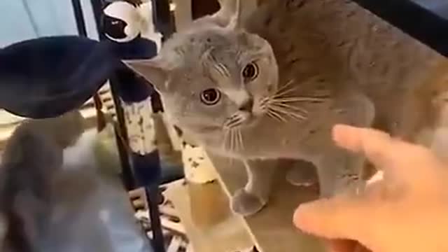 😍😍 I wanted to understand what this kitten is trying to say 😂😂😍