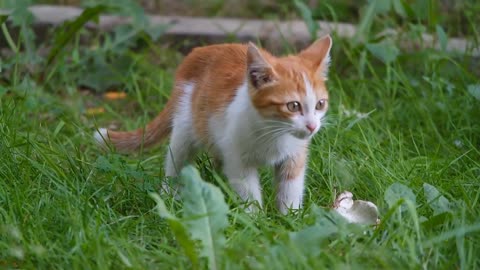 Cute cat