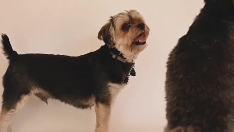 FUNNY AND CUTE DOGS PLAYING TOGETHER