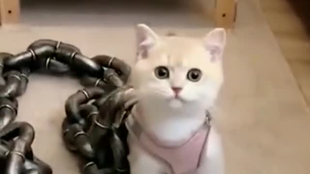 Funny animals compilation. The best jokes with animals for the week 😁