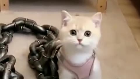 Funny animals compilation. The best jokes with animals for the week 😁