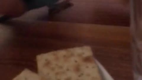 This cute little bird tried to steal my crackers and look what happened