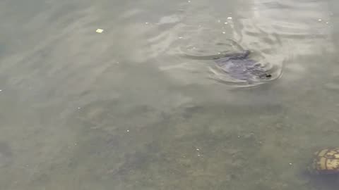 Texas Turtle Feeding II