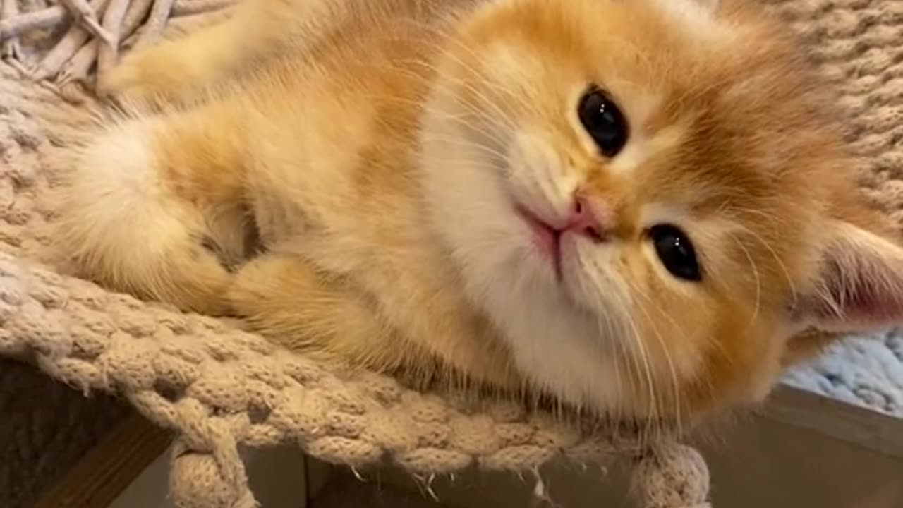 CUTE CATS ❤️