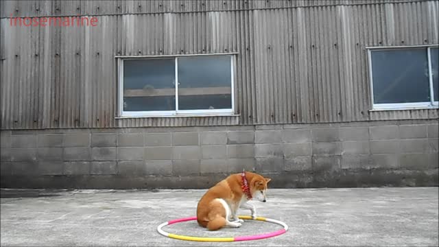 Rhythmic gymnastics dog