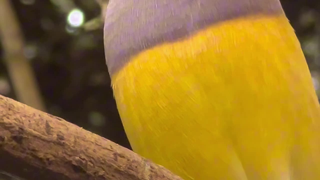 The FANTASTIC gouldian finch - Rainbow Finches - Aviary Birds