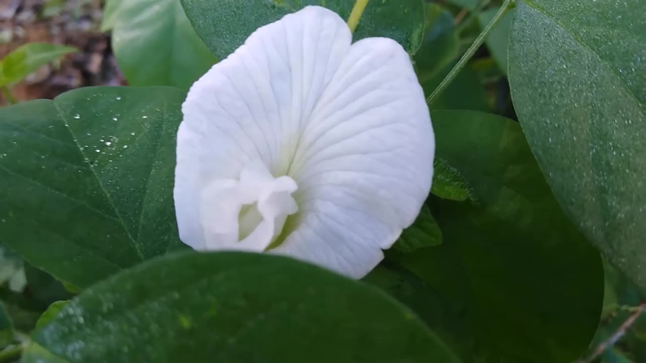 Clitoria Ternatea Alba Single White, Butterfly Pea, Asian Pigeonwings