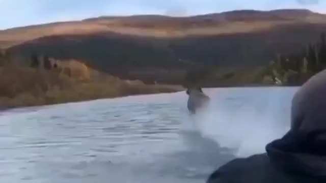 moose running over the water.mp4