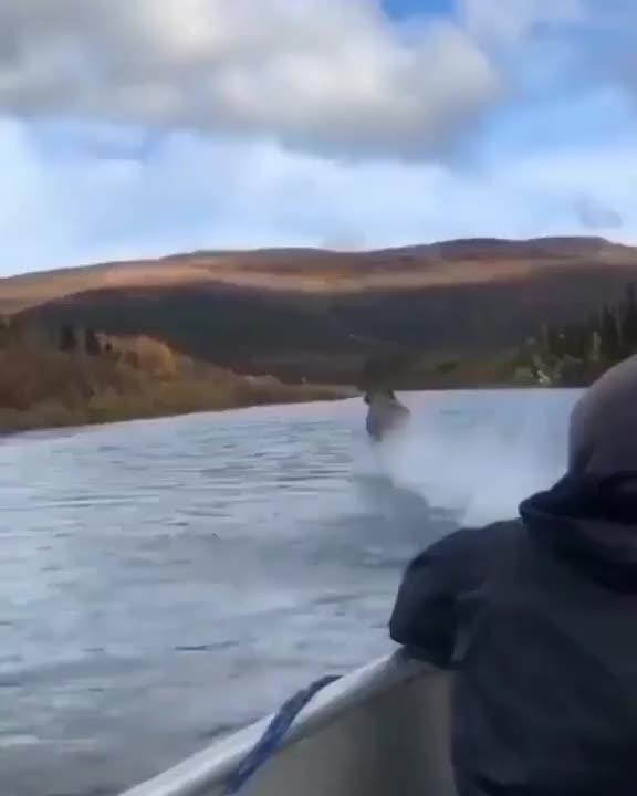 moose running over the water.mp4