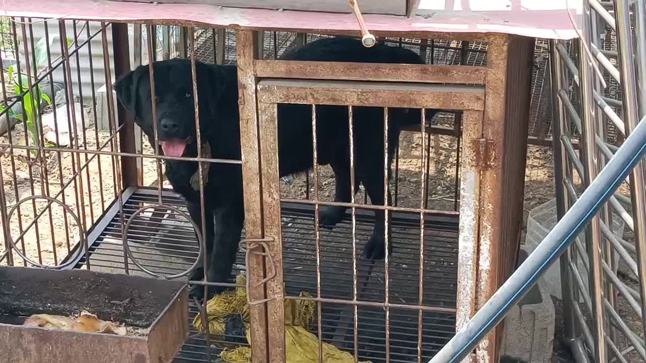comes the black dog