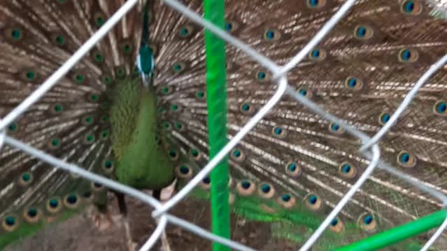 Peacock