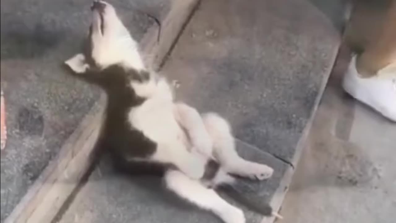 Dog sleeping funny way 😍😍🤣🤣😂😂