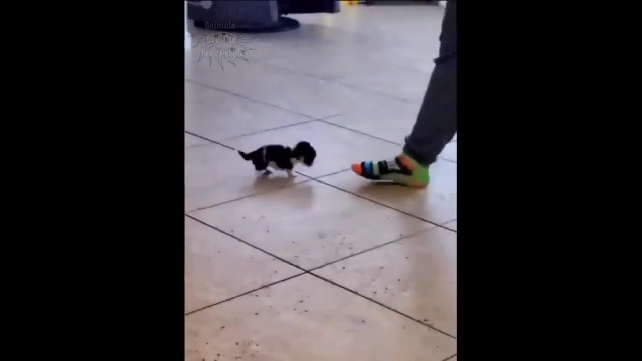Most funny clips of animals must watch!!!!