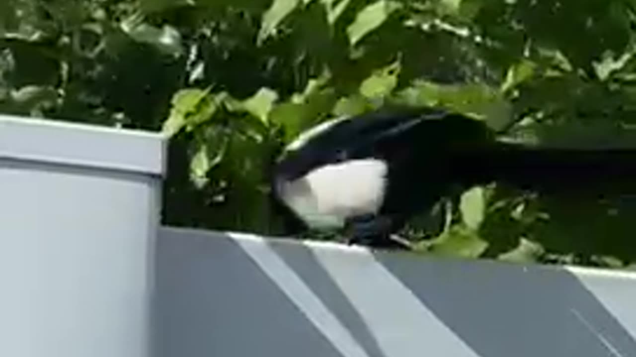 Nature and bird: Facing down a magpie