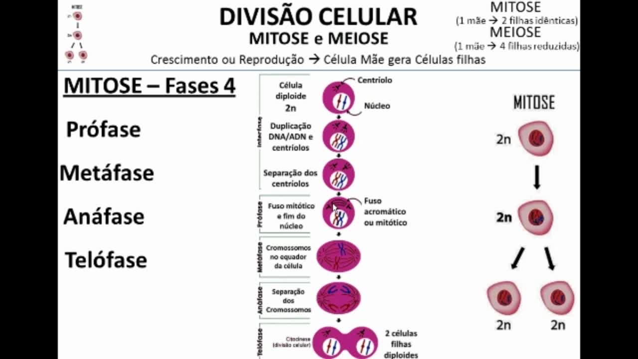 Citologia: Divisão Celular - MinhaEscolaWeb