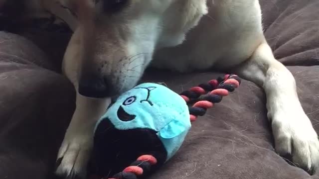 Mama dog steals puppy's toy, refuses to share