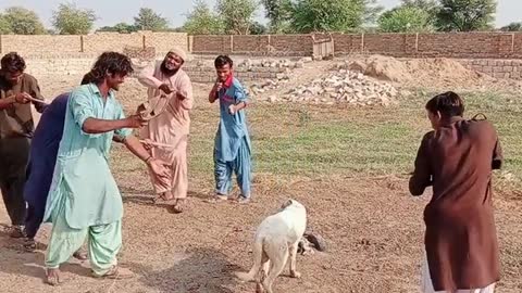 Dog vs dog funny video comedy 2022