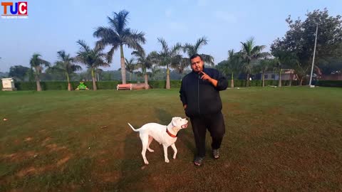 Dogs training