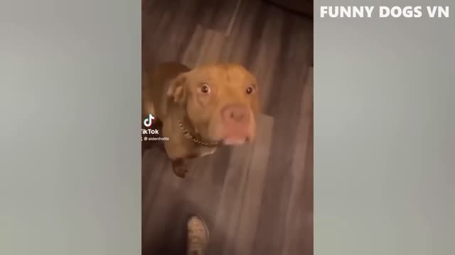 Funniest Animals Video Dogs and Cats try no to laugh