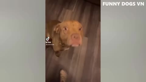 Funniest Animals Video Dogs and Cats try no to laugh