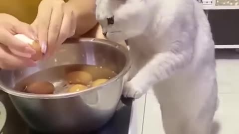 😂Funniest cats and dogs!😍 Best animal videos! #shorts #viral #cats #dogs😍