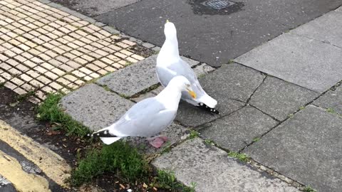 Man Breaks Up Seagull Argument