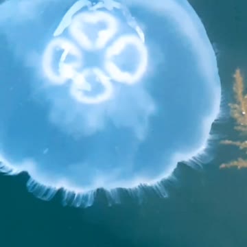 It has a very nice structure