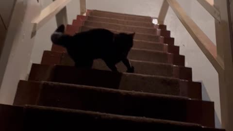 Dog Trips Going Down the Stairs