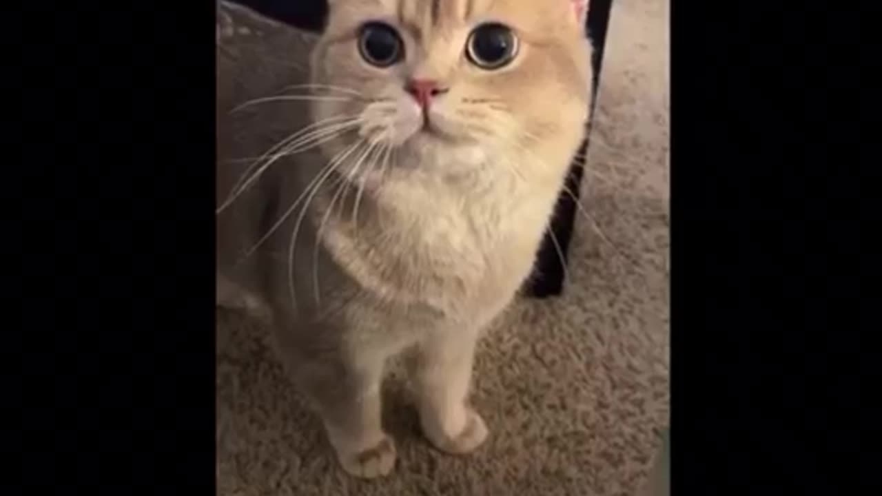 Cat voice I like it