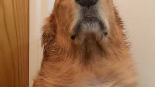 Pup Basks In Blow Dryer