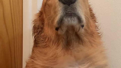 Pup Basks In Blow Dryer