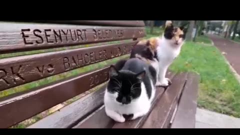 Cat 5