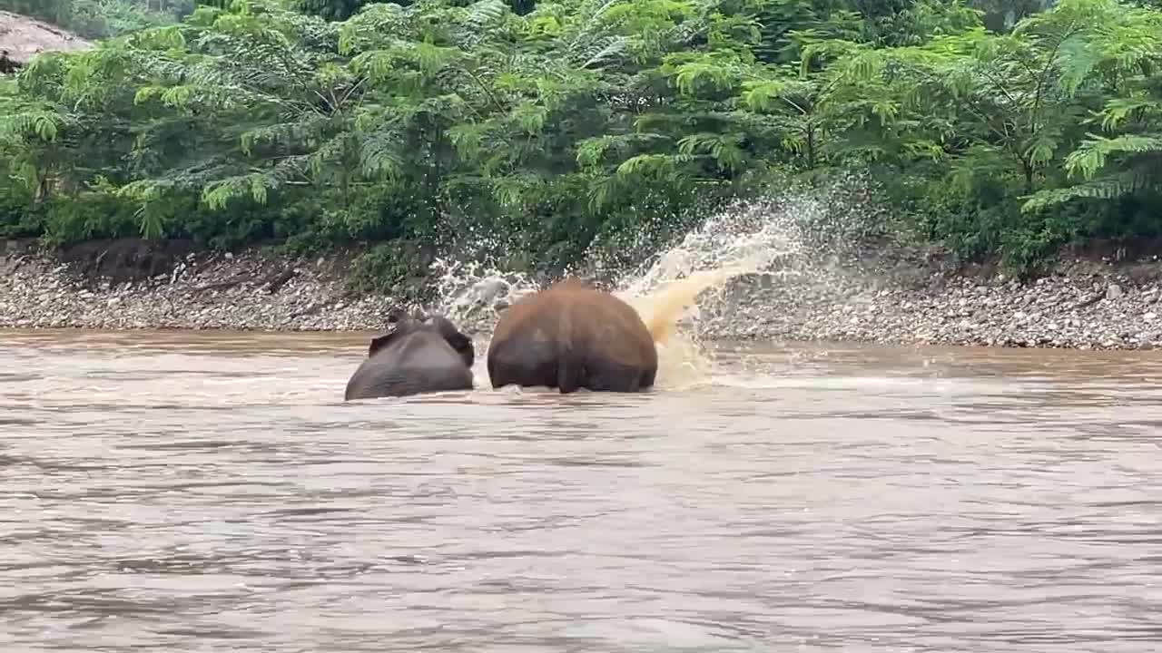 Young Elephant Baitoey Doesn't Want Her Nanny To Leave The River Yet