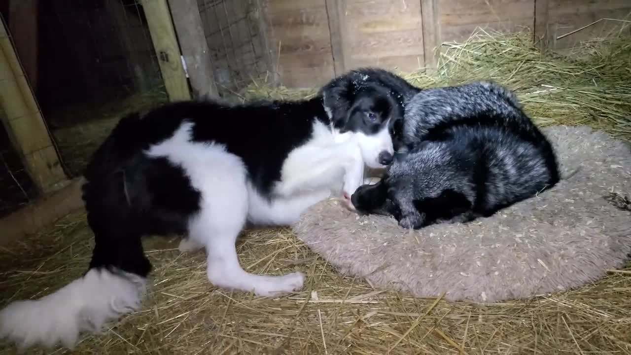 Border collie wakes up foxes Mala and Esmae! (1)