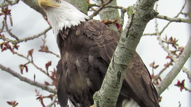 Bald eagle calling