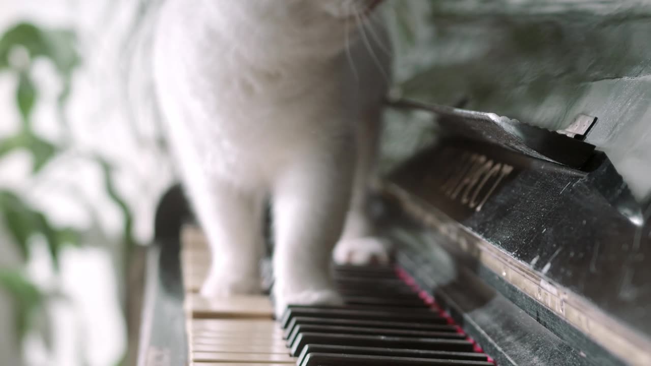 Cat Walking Piano