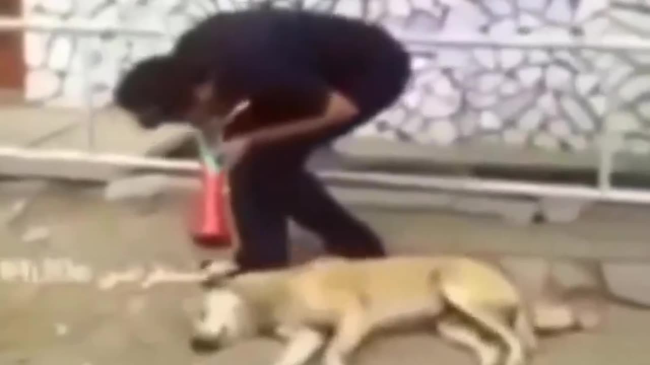 Funny Animal Compilation