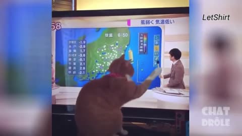 -Chat qui miaule..