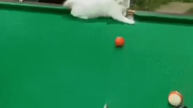 Cute Cat Gif! 🥰💗🐈