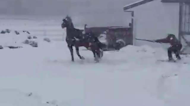 Man Skies On Snow While Being Pulled By a Horse