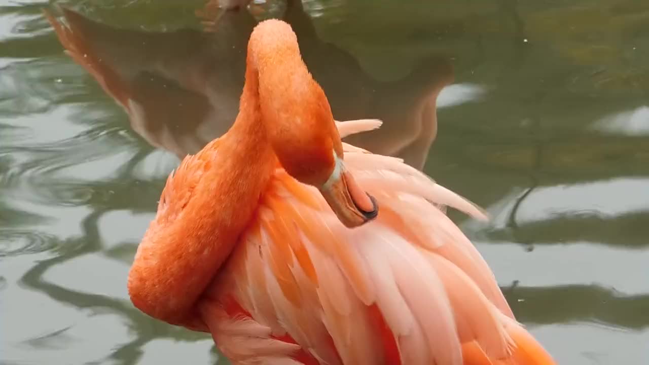 swan swimming in river